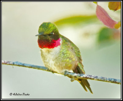 hummingbirds