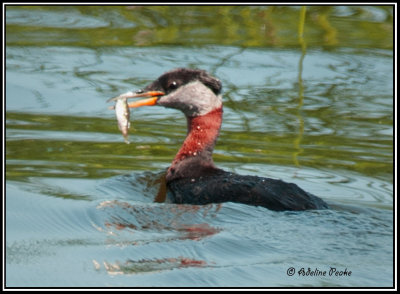 Red-necked Grebe