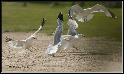 Ring-billed Gulls