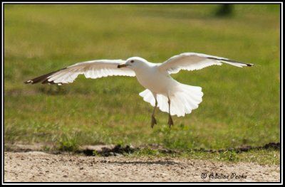 Ring-billed Gull