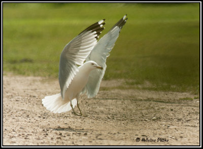 Ring-billed Gull