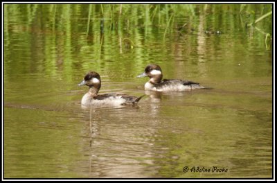 ducks