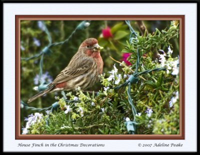 Male House finch