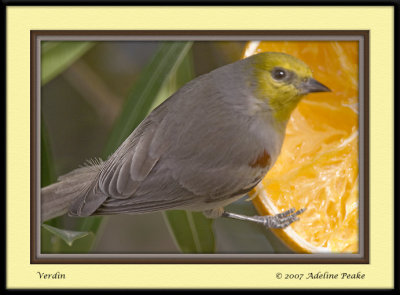 Verdin