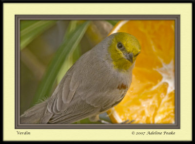 Verdin