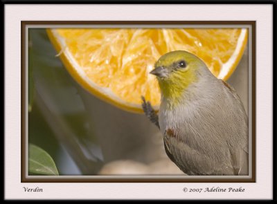 Verdin