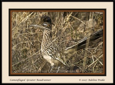 Roadrunner