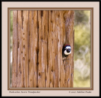 Acorn Woodpecker