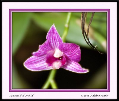 Orchid