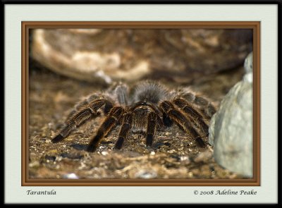 Tarantula