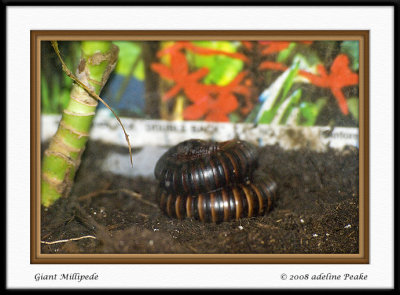 Millipede