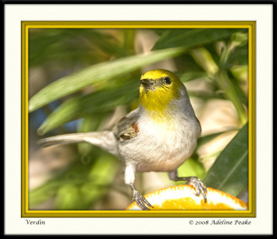 Verdin