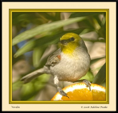 Verdin