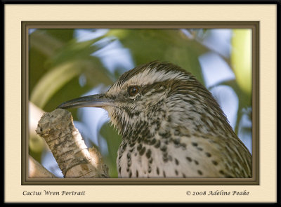 Cactus Wren