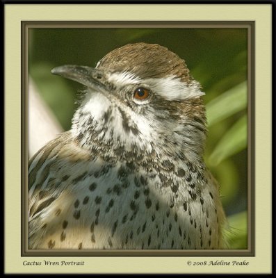 Cactus Wren