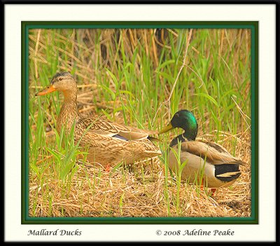 Mallard Duck Pair