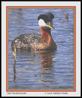 Male Red-necked Grebe