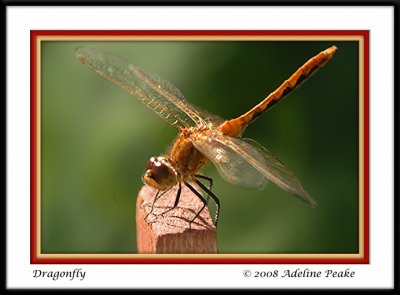 Dragonfly