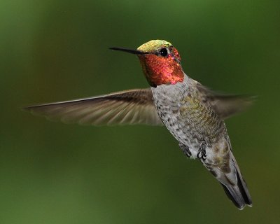 ANNA'S HUMMINGBIRD