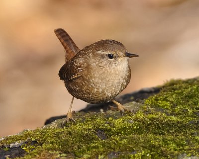 WINTER WREN