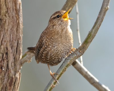 WINTER WREN