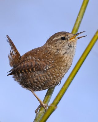 WINTER WREN