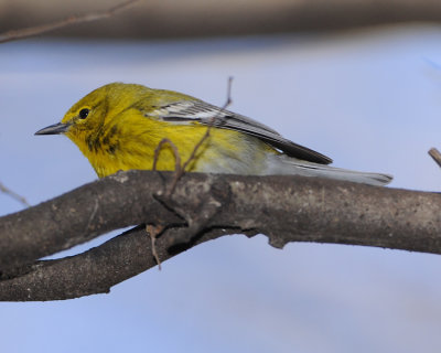 PINE WARBLER