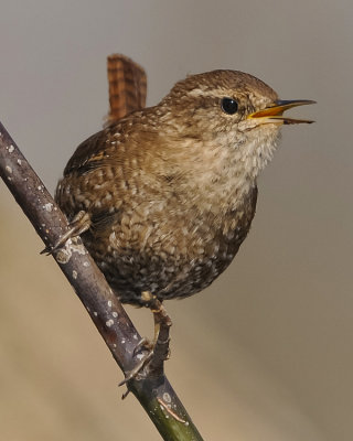 WINTER WREN