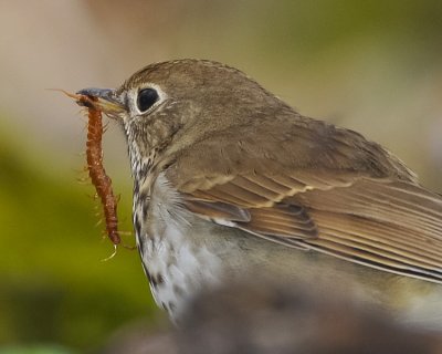 HERMIT THRUSH