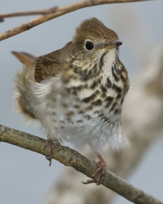 HERMIT THRUSH