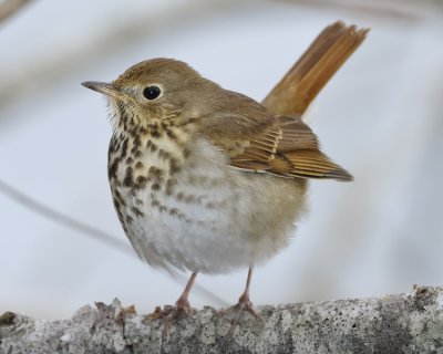 HERMIT THRUSH