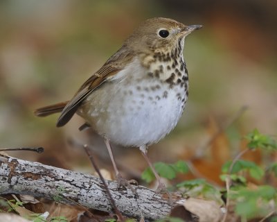 HERMIT THRUSH