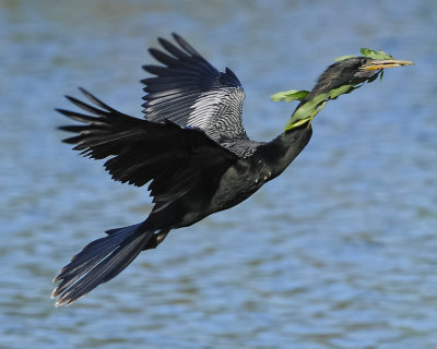 ANHINGA