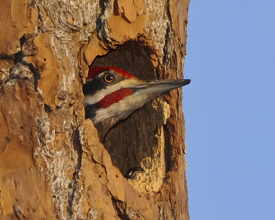PILEATED WOODPECKER