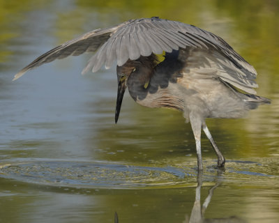 REDDISH EGRET