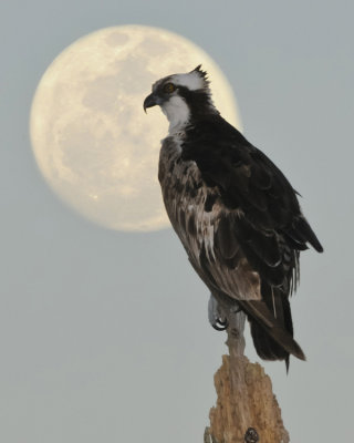 OSPREY & PERIGEE MOON