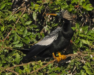 ANHINGA