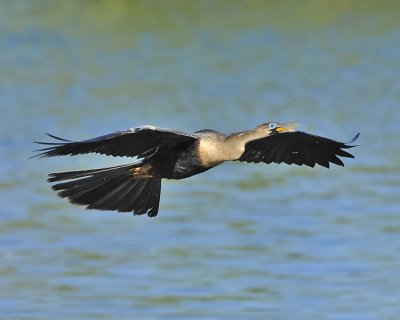 ANHINGA