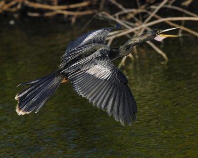 ANHINGA