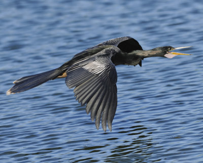 ANHINGA