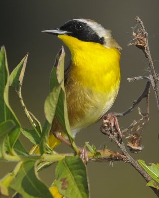 COMMON YELLOWTHROAT