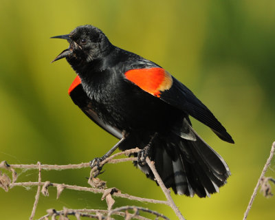 RED-WINGED BLACKBIRD