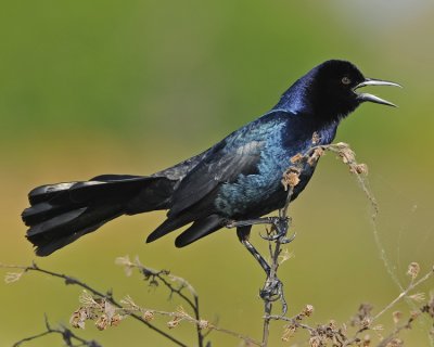 BOAT-TAILED GRACKLE