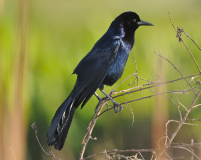 BOAT-TAILED GRACKLE