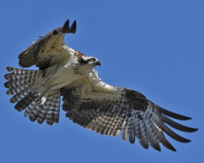 OSPREY