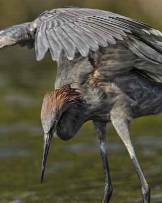 REDDISH EGRET