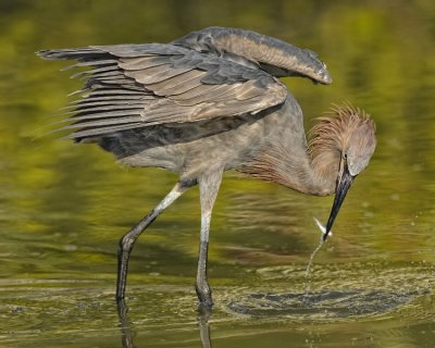 REDDISH EGRET