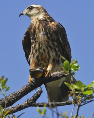 SNAIL KITE