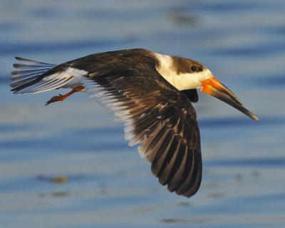 BLACK SKIMMER