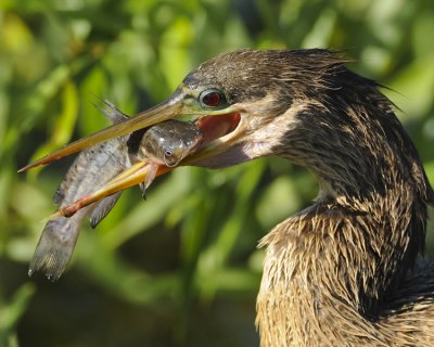 ANHINGA